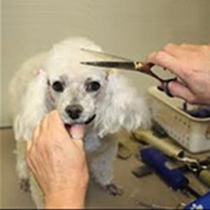 Зоосалоны, зоопарикмахерские Гвардейского